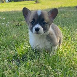 Samson - Sable male Pembroke Welsh Corgi puppy in Morton, Mississippi from Southern Magnolia Corgis