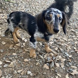 Alice - Dachshund