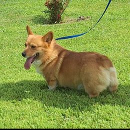 Wess - Pembroke Welsh Corgi