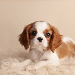 Cavalier King Charles Spaniel Puppies from Westchester Cavaliers