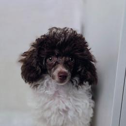 Ollie - Parti male Poodle puppy in Cornelia, Georgia from Yates Family Farm