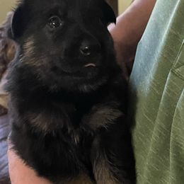 German Shepherds from Tinsley German Shepherds