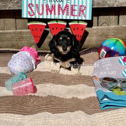 Dachshund Puppies from M.H.P Dachshunds
