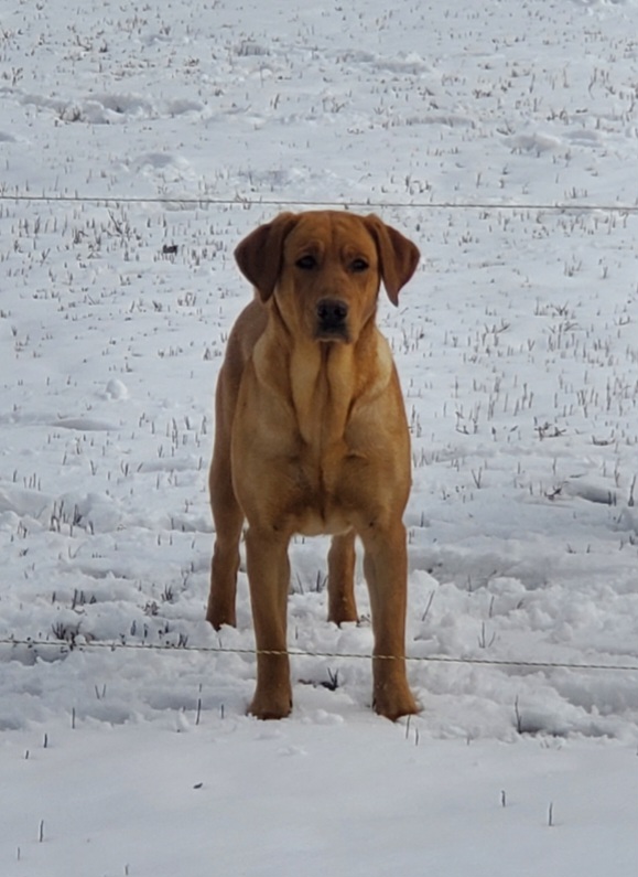 Penny - Labrador Retriever