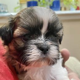 Shih Tzu Puppies from Willow Lane Shih Tzus