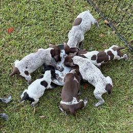 German Shorthaired Pointer puppies from Matilda’s Haus Kennel