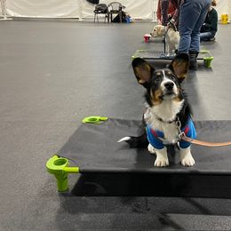 Cardigan Welsh Corgi Puppies from Wasatch