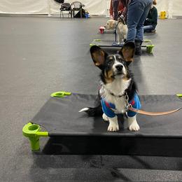 Cardigan Welsh Corgi Puppies from Wasatch