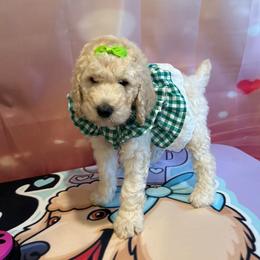 Precious - White female Poodle puppy in Mobile, Alabama from Semmy’s Standard Poodle LLC