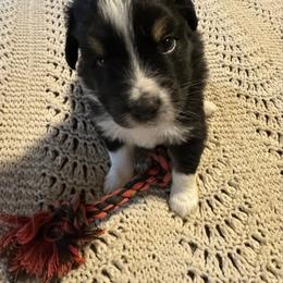 Black-tri male 5 - Black tri-color male Australian Shepherd puppy in Shoshone, Idaho from Copper Rose Kennel