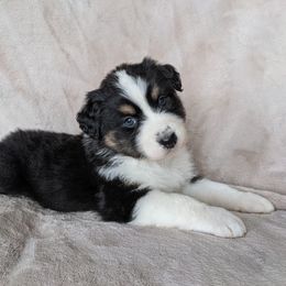 Australian Shepherd Puppies from Wray Aussies