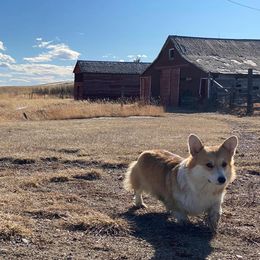 Pembroke Welsh Corgi All Grown Up from Big Sky Corgis