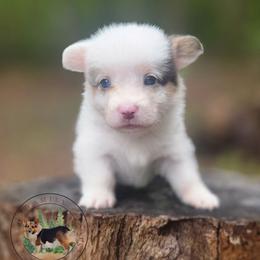 Roulette - Gray and white female American Corgi puppy in Cameron, North Carolina from Butts Family Corgis