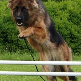 German Shepherds from Vom Sturmjäger