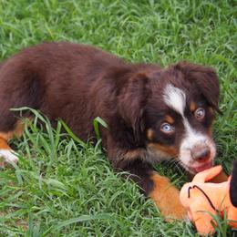 Wyatt - Red tri male Toy Australian Shepherd puppy in Austin, Texas from ATX Mini Aussies