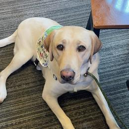 Missy - Labrador Retriever