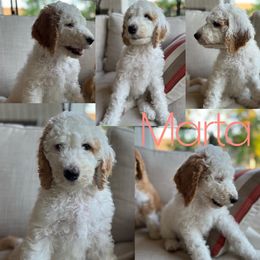 Girl 2 - White Sheepadoodle puppy in Montgomery, Texas from BelovedSheepadoodles