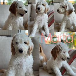 Girl 2 - White Sheepadoodle puppy in Montgomery, Texas from BelovedSheepadoodles