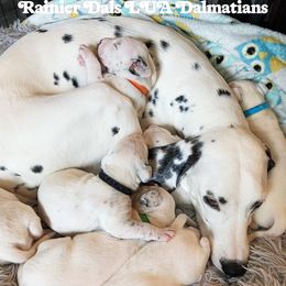 Dalmatian Puppies from Rainier DALS LUA Dalmatians of Washington