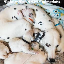Dalmatian Puppies from Rainier DALS LUA Dalmatians of Washington