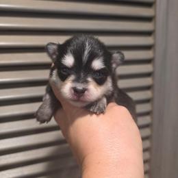 Pomsky puppies from Colorado Mini Dachshunds & Mini Pomskies