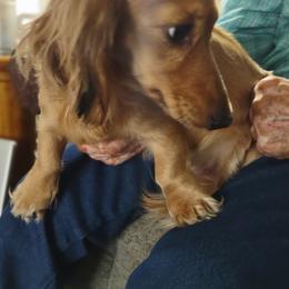 Sweetie - Dachshund