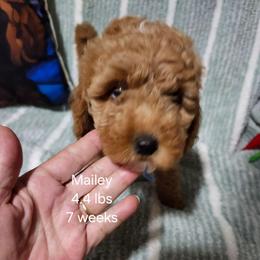 Lt. Blue collar Lilly - Apricot female Goldendoodle puppy in Fairmount, Indiana from Capens' Doodles,Poodles and Poo's
