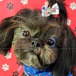 Topaz - Shih Tzu
