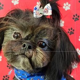 Topaz - Shih Tzu