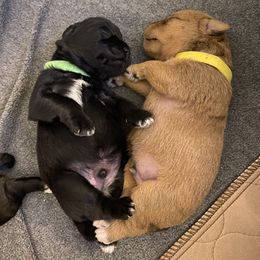 Schnoodle Puppies from Noodle Tings Puppies