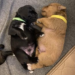 Schnoodle Puppies from Noodle Tings Puppies