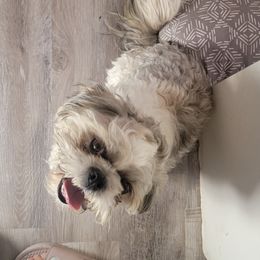 Shih Tzus from Courtney's Shih Tzus