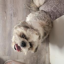 Shih Tzus from Courtney's Shih Tzus