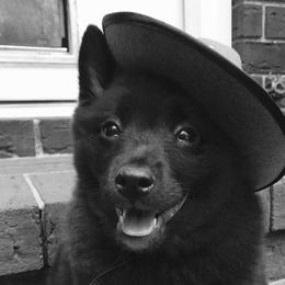Schipperke All Grown Up from Safari Schipperkes
