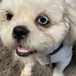 Shih Tzus from Cuddle Me Creations