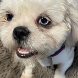Shih Tzus from Cuddle Me Creations