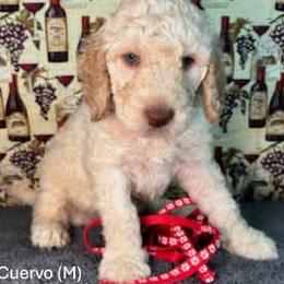 Cuervo - Apricot male Goldendoodle puppy in Water Valley, Mississippi from Olympian Doodles