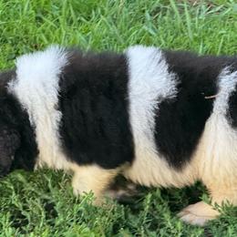 Landseer boy - White and black male Newfoundland puppy in St Cloud, Minnesota from BurningEmbers