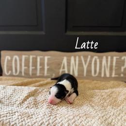 Latte - Black tri-color female Australian Shepherd puppy in Spartanburg, South Carolina from Hub City Aussies