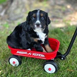 BARNEY - Black male Companion Cross puppy in Viking, Minnesota from Son Shine Farm