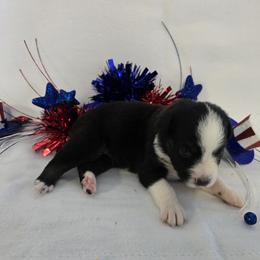 Girl 3 - Black tri-color female Australian Shepherd puppy in Lakeland, Florida from Diamond P Australian Shepherds