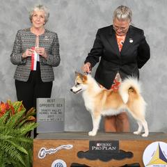 Icelandic Sheepdogs from Hrafnkell Icelandics