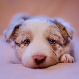 Border Collie Puppies from Snow Pine Ranch