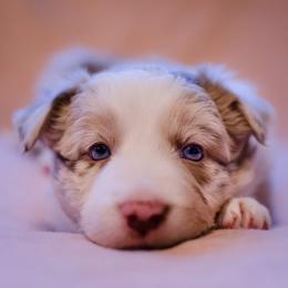 Border Collie Puppies from Snow Pine Ranch
