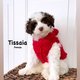 Bernedoodle, Cavapoo, Goldendoodle, and Poodle Puppies from Gypsi Doodles & Poodles