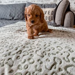 Aster - Red male Cavapoo puppy in Mayo, Florida from Kingston’s Cavaliers