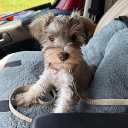 Lil Petey - Wheaten male Miniature Schnauzer puppy in Bellingham, Washington from Tikilove Farm