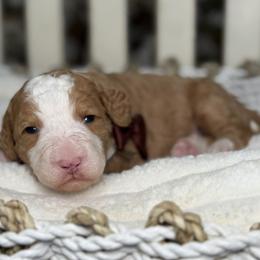 Brown-noah - Red male Bernedoodle puppy in Yuciapa, California from AlltheDoodlez_