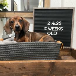Chris P - Red male Dachshund puppy in Goodyear, Arizona from AZ Low Life Doxies
