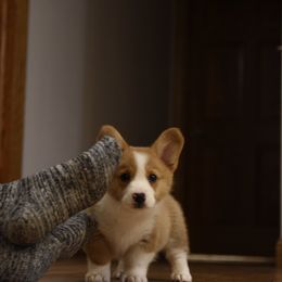 Bernese Mountain Dog and Pembroke Welsh Corgi Puppies from Highland Meadows
